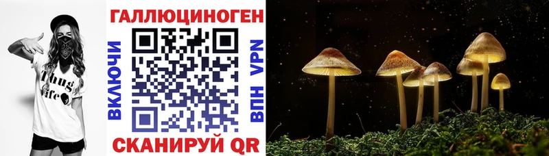 как найти   Черкесск  Псилоцибиновые грибы Magic Shrooms 
